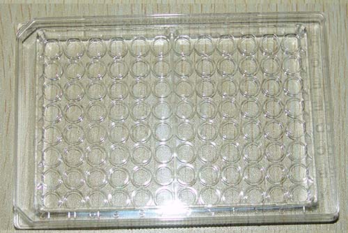 Tissue culture plate Image 4